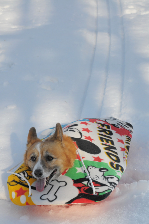 Just a corgi on a sled (by cocog)