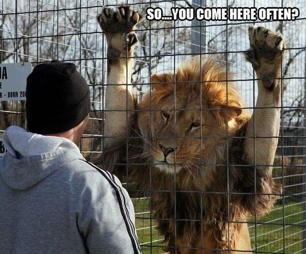 YIFF THE LION MAN