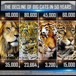 710-jellyfish:  youngharlemnigga:  survivide:  Oh my goodness, I knew something about the decrease of tigers but I didn’t know it was this bad!  Smh  :( i wish there were more people who wanted more conservation of species…. :( 