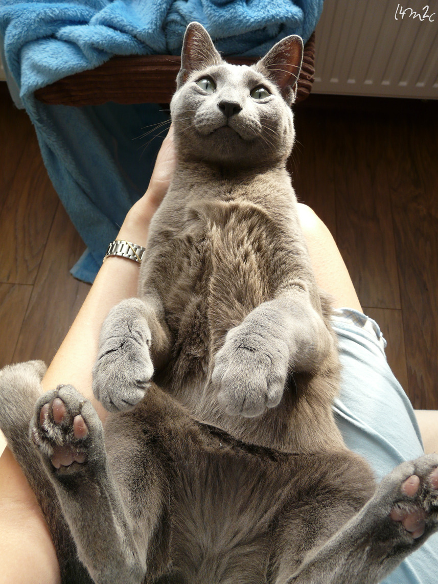 love4my2cats:  I have come down with flu but look who makes me all better :) 
