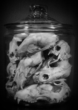 Bat Skulls.