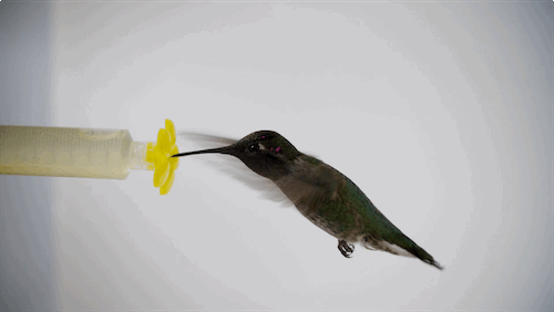did-you-kno:  pbsdigitalstudios:  How do hummingbirds defy wind and rain?      Hummingbirds