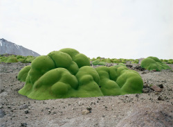 cultrual: What looks like moss covering rocks is actually a very dense, flowering shrub that happens to be a relative of parsley, living in the extremely high elevations of the Atacama Desert in Chile. (Source) 