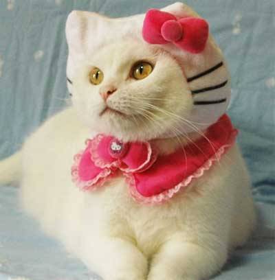 hello-kitty:  October 29: Happy National Cat Day! 
