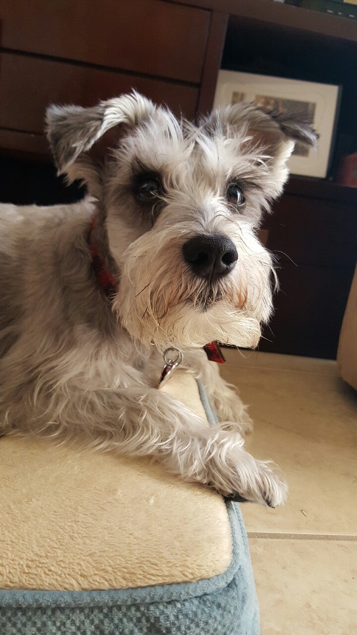 Black miniature schnauzer figurine