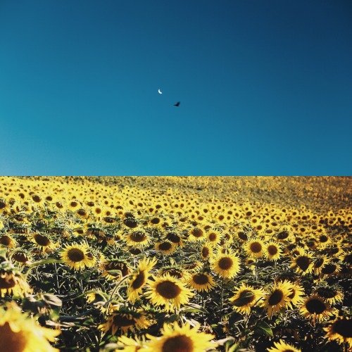 twlmorgan:moon in berlin / sunflowers in the south of france