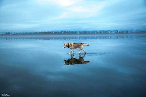 asylum-art:Two Siberian Huskies on a frozen lakeWhen two Siberian Huskies go for an adventure on a f