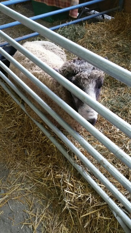 Cute sheepies from the wool fair over the porn pictures