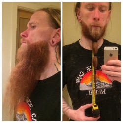 paulmaloneie:  Official Beard Length is 14 Inches from my chin. Not bad for just over 2 years 👍  #beard #beards #longbeard #vikingbeard #viking #celtic #irish #longhair #guyswithlonghair #metal #metalhead #biker #tattoo #tattoos #piercing #piercings