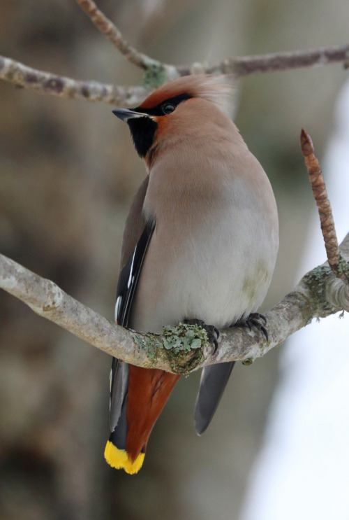 Bohemian waxwing/sidensvans. 