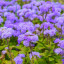 minkinthealliums