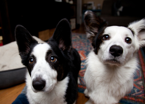 stormycorgis:Tricks for fish treats.  They love these treats.