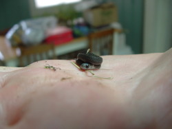 torn-by-dreams:  I was trimming grass next to the side of the house and I found the tiniest snake I have ever seen.