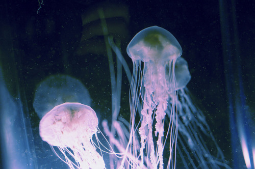 grett:  invertebrates exhibit by emily kendall on Flickr. 