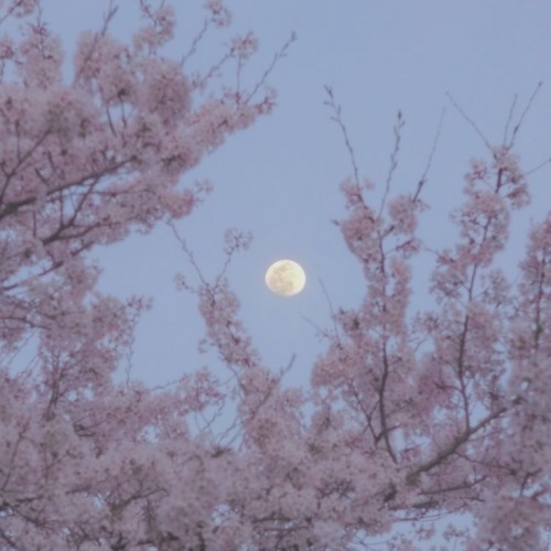 Claire De Lune