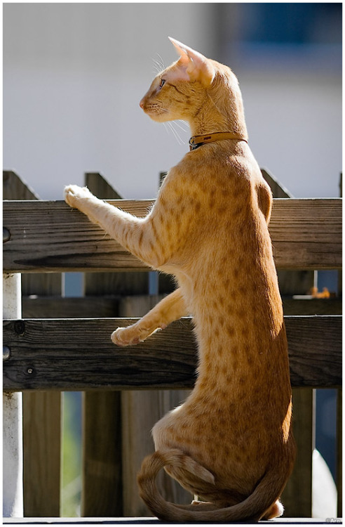 Snickers. Red Coated Tabby - Oriental Shorthair (via Arn)