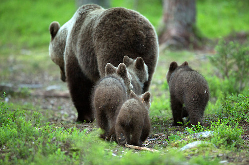 wildlifepreservation:Bears by Lauri Tammik