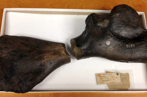 In 1849, part of a fossilized arm bone belonging to an extinct giant turtle was found in a New Jerse