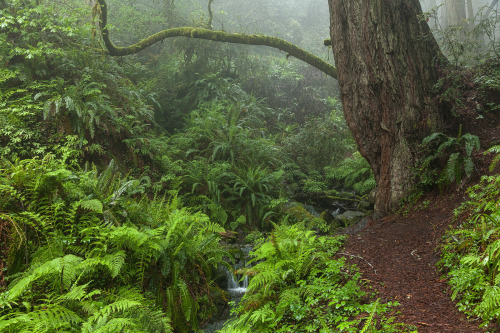 Stream Crossing by John Peltier