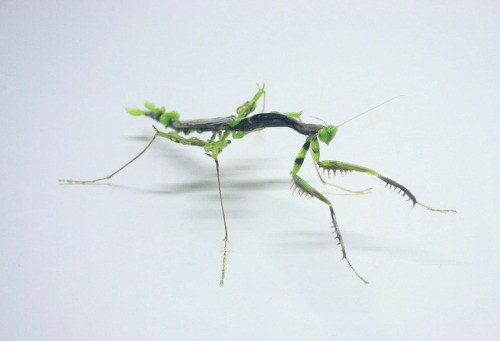 zooophagous: archiemcphee:  Lets join the Department of Gorgeous Glass Art as they pick up their loupes to marvel at these life-size glass insects created by Japanese sculptor Yuki Tsunoda, including the only mosquitos we won’t swat. Tsunoda creates