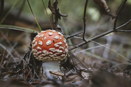 millivedder:Fly agaric