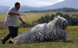 sixpenceee:  Bergamasco Shepherd: These herding dogs were bred for the freezing Alps and have evolved to possess thick dreaded coats.
