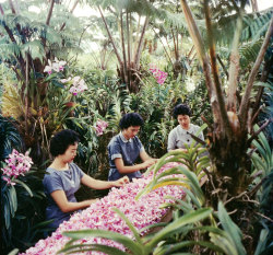 life:  Gorgeous photos from a March 1959 article, “Hawaii — Beauty, Wealth, Amiable People.”