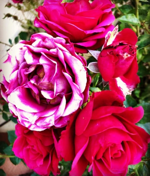 Roses  (at Hacienda Pèrez-Garcia)
