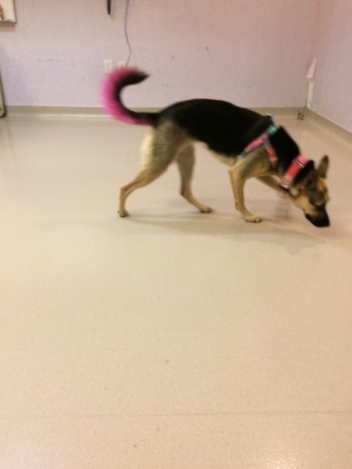 NoseWork class and a pink tail