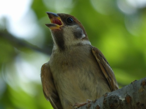 town-sparrow: スズメ　Eurasian tree sparrowTown Sparrow ～ 街のすずめ　ArchiveTown Birds ～ 街の鳥  Archive