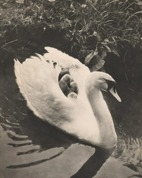 dame-de-pique: Horace Roye - Swan Ferry, 1930s