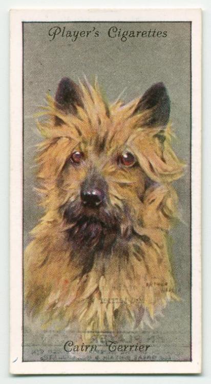 Dogs&rsquo; Heads on Player&rsquo;s cigarette cards, 1922-39. After paintings by Arthur Ward