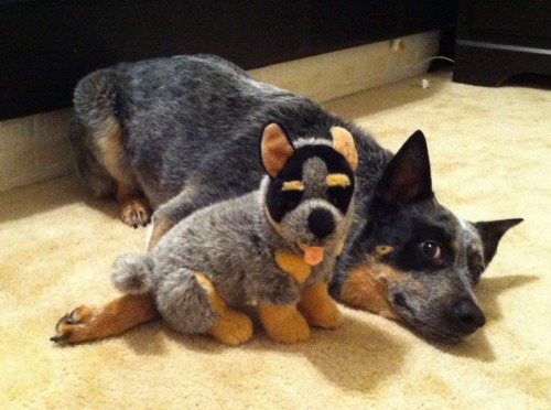 thecutestofthecute:  Australian Cattle Dog/Blue Heeler Appreciation Post