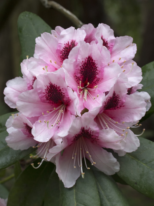 rhododendron garden