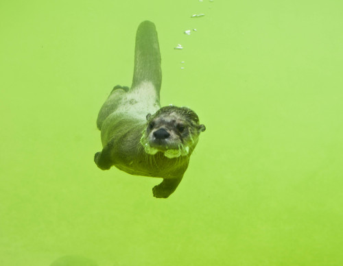 deadcatwithaflamethrower: demad69:  physicsofgridlock:  zooophagous:  North American River Otters  Ok tho real talk. I have been hoarding this post in my drafts since  December 12, 2015 and I finally did what I hoped I could and it turned out fabulous: