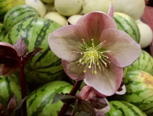 First time I’d seen hellebores being sold in the grocery store. They looked good with the watermelon