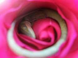 sixpenceee:A lizard seen sleeping in a rose. Photo by Megan Hixson.