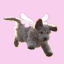 irl-puppy