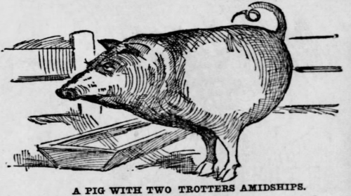 yesterdaysprint:
“ St. Louis Post-Dispatch, Missouri, November 1, 1896
”