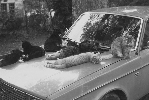 amplectaris:  Pile On by celluloidfan on Flickr.