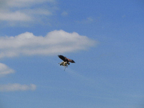 Not great photos, but this is Treacle the male common kestrel catching bits of meat in mid air to en