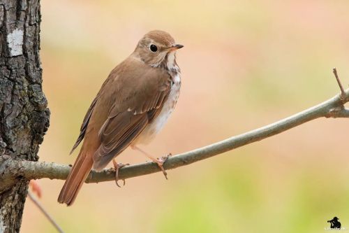 Hermit Thrush  These have to be one of the easiest migrants to get a photo of, but somehow, this sea