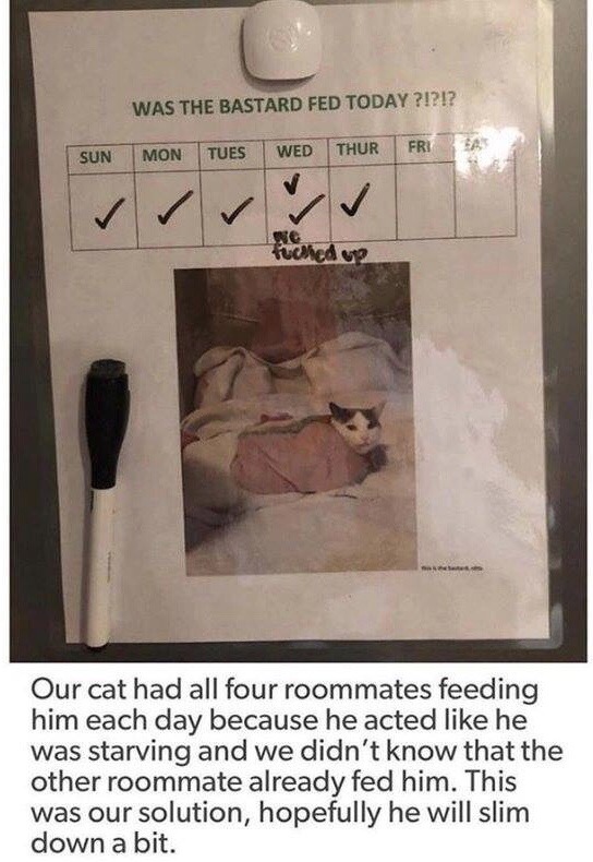 dankmemeuniversity:  