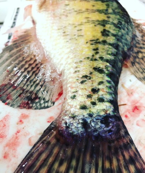 Dinner slabs #fish #fishing #icefishing #pa #explore #hardwater #crappie #whitecrappie #ice #cleanin