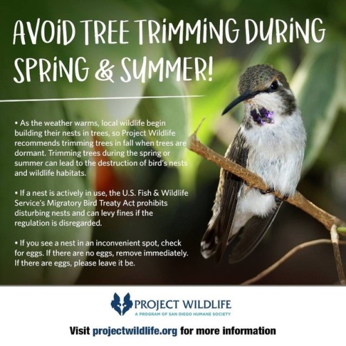aviantastic:A very simple way to help wildlife! As spring rolls around, the critters are busy buildi