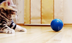 adorable-cats:Meet Paris!Video source: funnycatsandnicefish