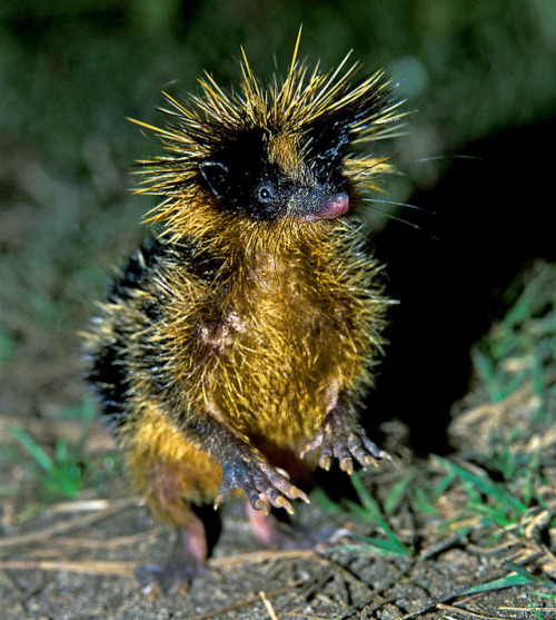 end0skeletal:There are 34 species of tenrec, a small omnivorous animal endemic to Madagascar and par