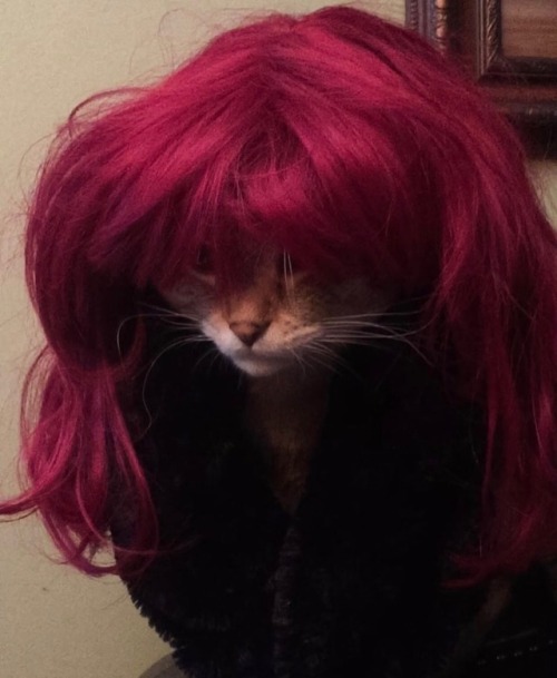 unflatteringcatselfies:  comet has kelly jenner SHOOK