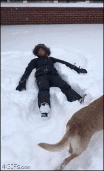 Dog tries to make a snow angel