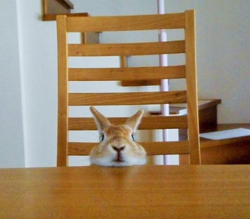 thefingerfuckingfemalefury:  the-awesome-quotes:    This Bunny Understands Short People Problems   Me as a bun…